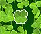 Lucky Clover -  Luck Game